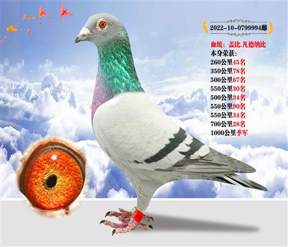 血統(tǒng):蓋比.凡得那比 本身榮獲1000公里季軍