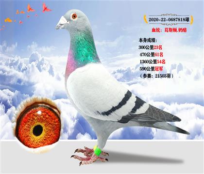 血統(tǒng):葛斯頓.奶酪 本身成績590公里冠軍