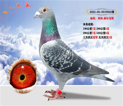血統(tǒng):利奧.赫爾曼斯 本身成績?nèi)P(guān)鴿王冠軍 五關(guān)鴿王5名