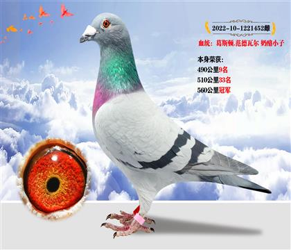 血統(tǒng):奶酪小子 本身獲得560公里冠軍