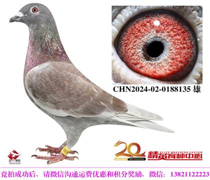 最佳基特爾家族近親種雄