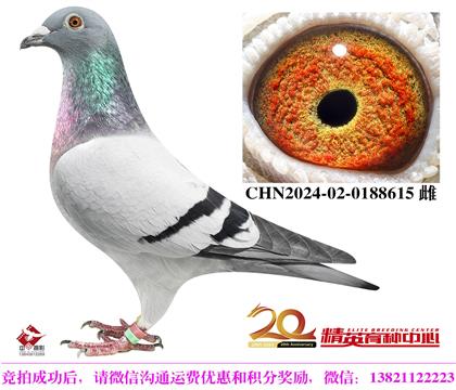 奶酪世界銘鴿“240”近親直孫女