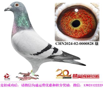 世界銘鴿“保時(shí)捷911”直孫