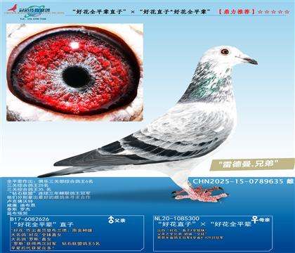 ûȫƽֱ݅ӡûֱ/ûȫƽ݅