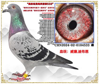 .ϲƥ쫷ֱӡֱŮ׻Ѫ