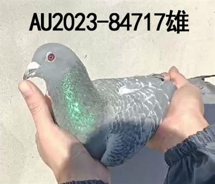 AI(y)717