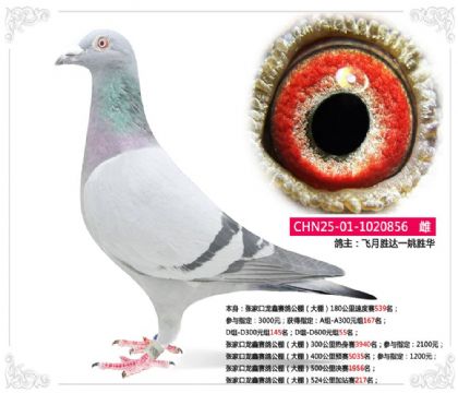 żҿ빫524վ217  