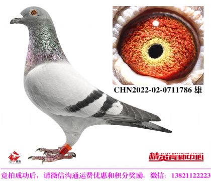 速霸龙17号配对直孙/成绩鸽