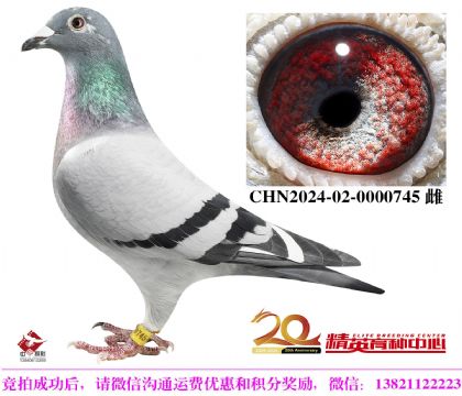 世界铭鸽哈利近亲直孙女