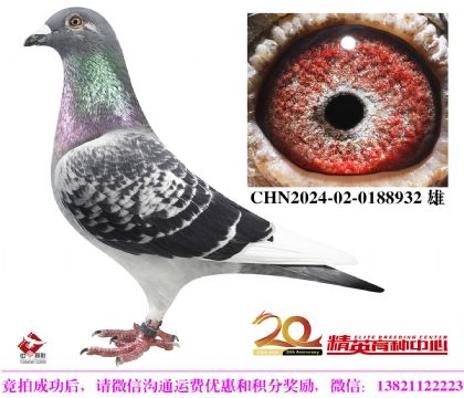 最佳基特尔全国鸽王直子