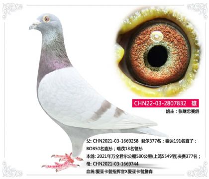 ż---ǿָӹXǿղɭ832   	