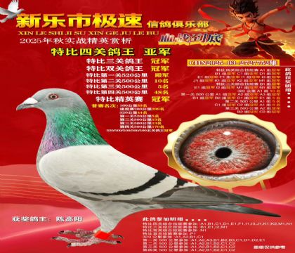 特比四关鸽王亚军汽车冠军