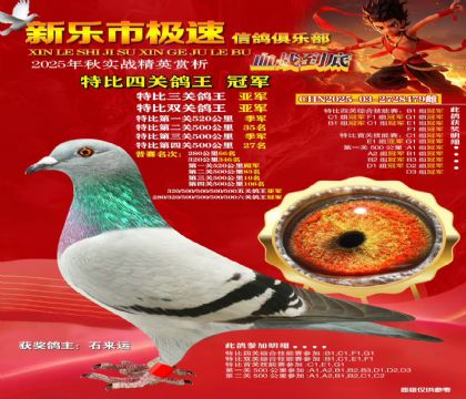 特比四关鸽王冠军