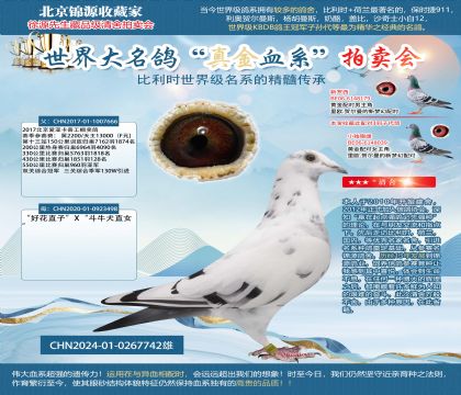 卡普亞軍X好花X斗牛犬24-0267742雄