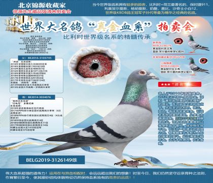 路克.西翁原舍“ 阿諾”X“奧林匹克佳波”