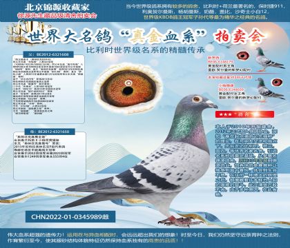 利奧鴿王楊X麻鷹22-0345989雌