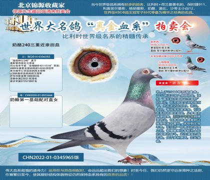 奶酪240三重近親回血22-0345965雄