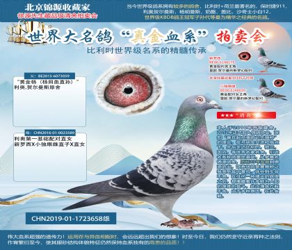 黃金楊直子19-1723658雄