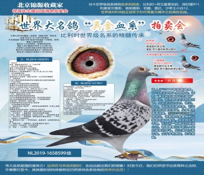 沙奇士2019年最佳一歲賽將“超級10號”的全兄弟