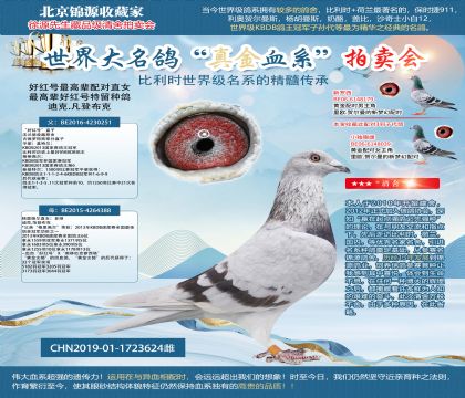 好紅號直孫女19-1723624雌