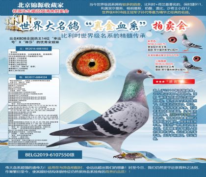 出自KBDB全國鴿王14位“幸運(yùn)號”X“琳莎”的優(yōu)秀全姐妹