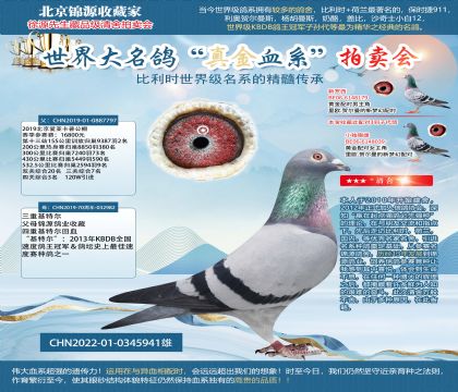 基特爾22-0345941雄