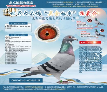 基特爾直孫23-0035591雄