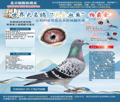 利奧003近親回血21-1782750雌