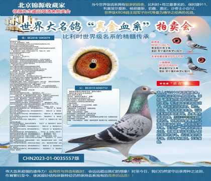 最佳基特爾23-0035557雄