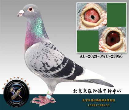 186-AU-2023-JWC-23956