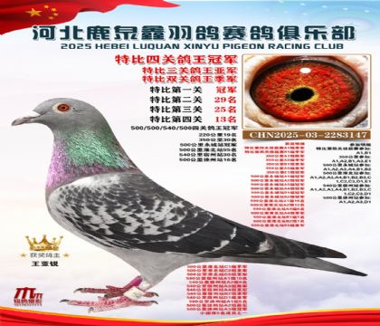 特比四關(guān)鴿王冠軍(中距離四關(guān)鴿王冠軍)