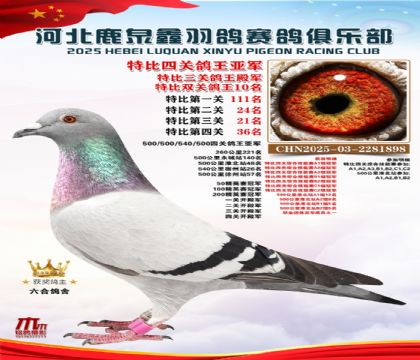 特比四關(guān)鴿王亞軍(中距離四關(guān)鴿王亞軍)