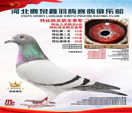 特比四關(guān)鴿王季軍(中距離四關(guān)鴿王季軍)