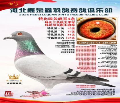 特比四關(guān)鴿王4名(七關(guān)鴿王亞軍)
