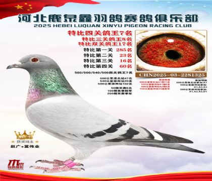 特比四關(guān)鴿王7名(中距離四關(guān)鴿王7名)