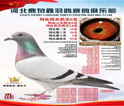 特比四關(guān)鴿王6名(中距離四關(guān)鴿王6名)