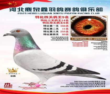 特比四關(guān)鴿王9名(七關(guān)鴿王季軍)