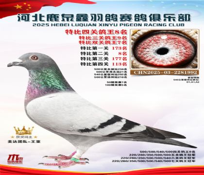 特比四關(guān)鴿王8名(七關(guān)鴿王冠軍)