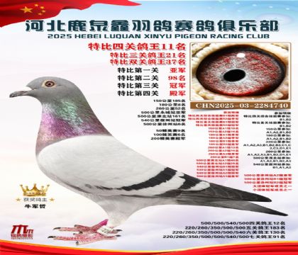 特比四關(guān)鴿王11名