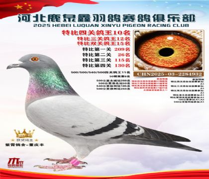 特比四關(guān)鴿王10名