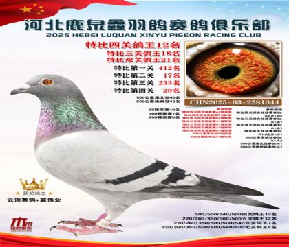 特比四關(guān)鴿王12名(七關(guān)鴿王5名)