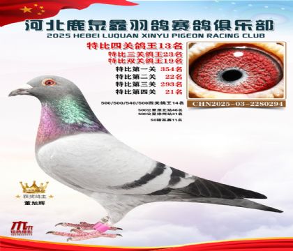 特比四關(guān)鴿王13名
