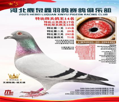 特比四關(guān)鴿王14名