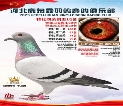 特比四關(guān)鴿王15名