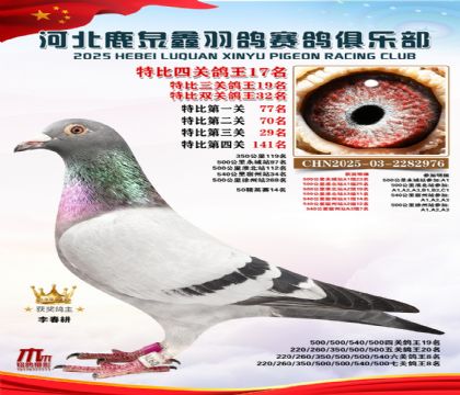 特比四關(guān)鴿王17名(七關(guān)鴿王8名)