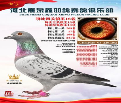 特比四關(guān)鴿王16名