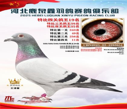 特比四關(guān)鴿王19名