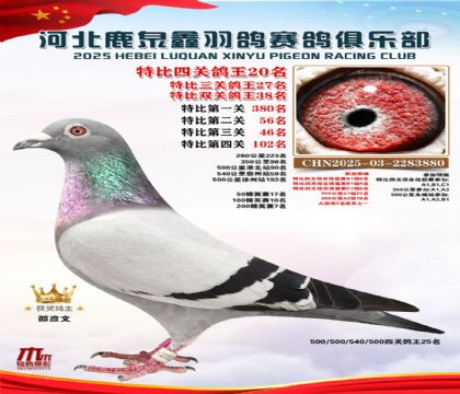 特比四關(guān)鴿王20名