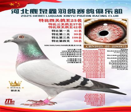 特比四關(guān)鴿王23名