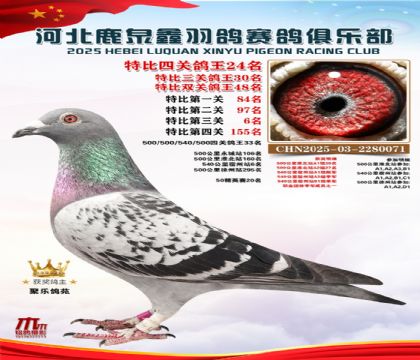 特比四關(guān)鴿王24名